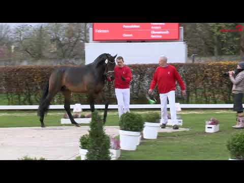 Junghengst von Rock Forever x Franziskus