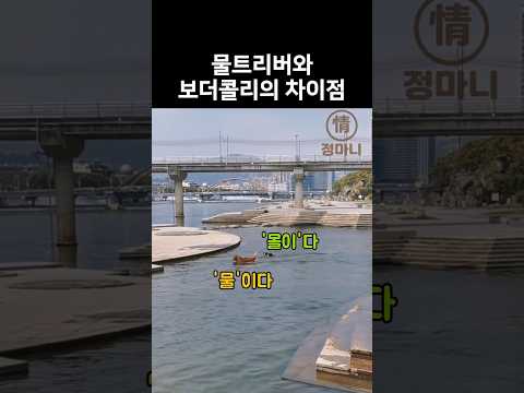 물트리버와 보더콜리의 차이점