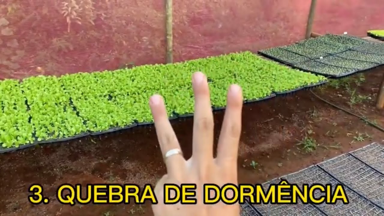 5 PASSOS IMPORTANTES PARA UMA BOA GERMINAÇÃO | Mudas de hortaliças