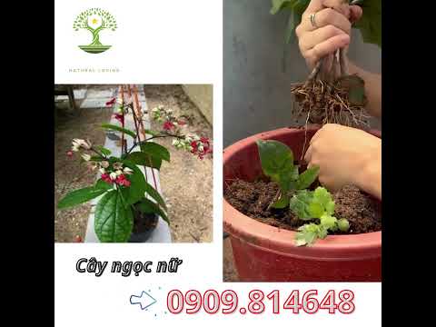 Cây Ngọc Nữ