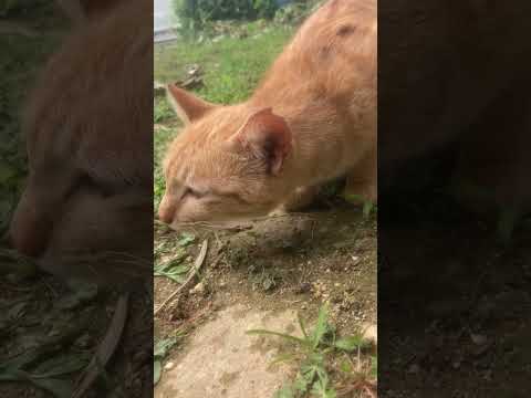 猫病気？　発作？くしゃみ？咳？