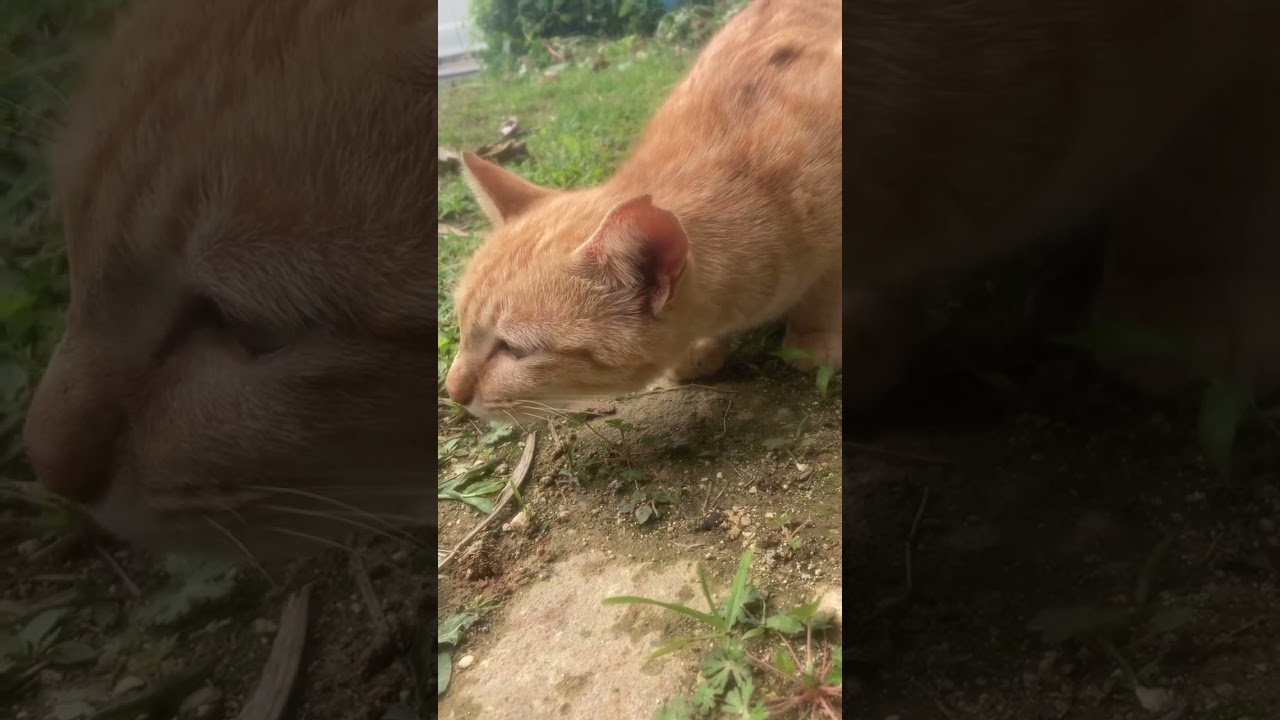 猫病気？　発作？くしゃみ？咳？