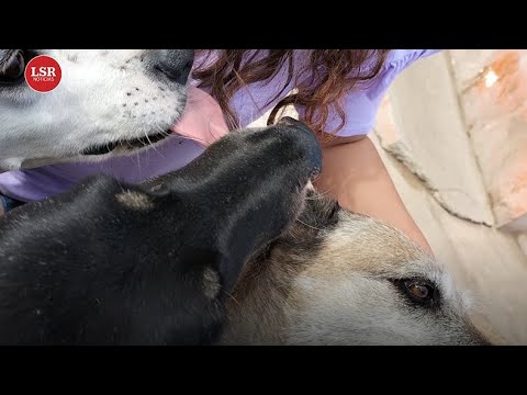 Eutanasia, una opción de muerte digna para los perros callejeros y maltratados