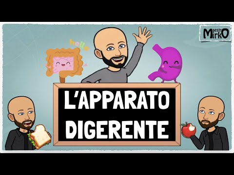 The digestive system