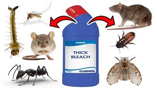 How To Get Rid of Pests With BLEACH - (ANTS, MICE & RATS, DRAIN FLIES, COCKROACHES, MOSQUITOES.....)