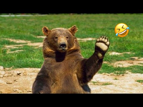 Vidéos drôles d'ours et d'animaux les plus drôles | essayez de ne pas rire | 5 minutes meilleures vidéos