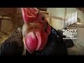 Chicken People Official Trailer Now On Digital On DVD 11 22