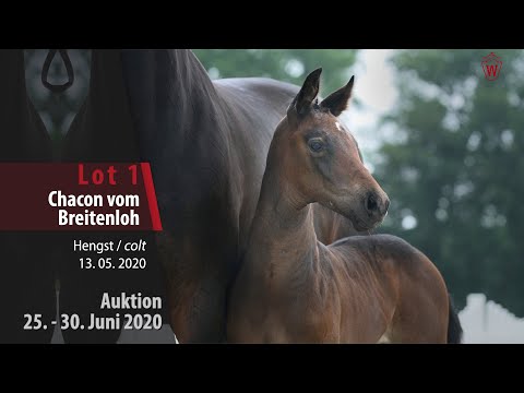 Online Auktion 25. - 30. Juni 2020: Lot 1 Chacon vom Breitenloh Hengst v. Chacco Blue - Clinton