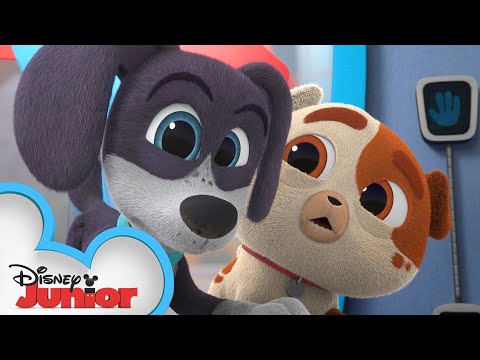 モー＆アギー｜パピー・ドッグ・パルズ｜＠ディズニージュニア (Mo & Auggie | Puppy Dog Pals | @Disney Junior)