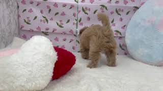 ハーフ犬の動画01