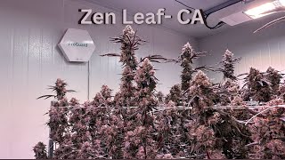 Zen Leaf- CA