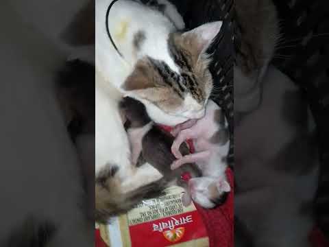 New members #catcute #trending