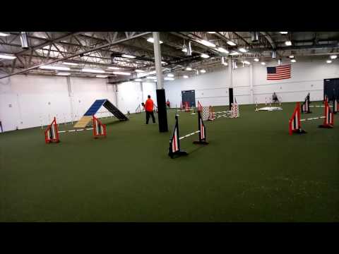 Incredipaws agility cup