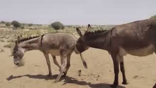 Donkey Breeding Process | Real Farm Animal Life 🫏