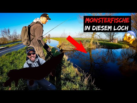 Das glaubt uns keiner 😱  dieser FISCH frisst ALLES was in die Nähe kommt ‼️