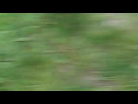 (Bryce) Bald demon horse chases narrator (when narrator fights back)