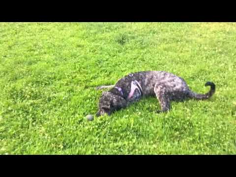 fuckin up this grass w/ raizel