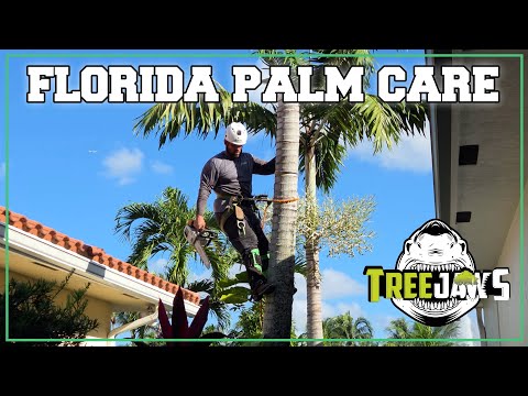 Palm Tree Trimming in Fort Lauderdale | Professional Palm Maintenance ...