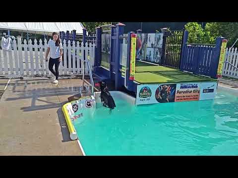 Going For A Swim With "Duel" In The Pool