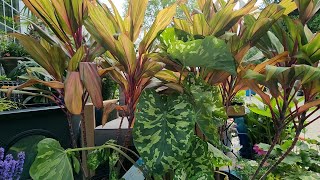 I Found a Lot of Cool Plants at The Farmer's Market!