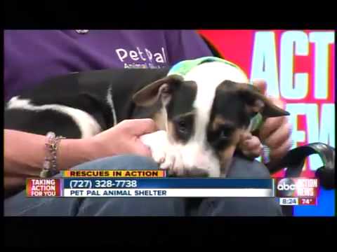 Rescues in Action - Snickers