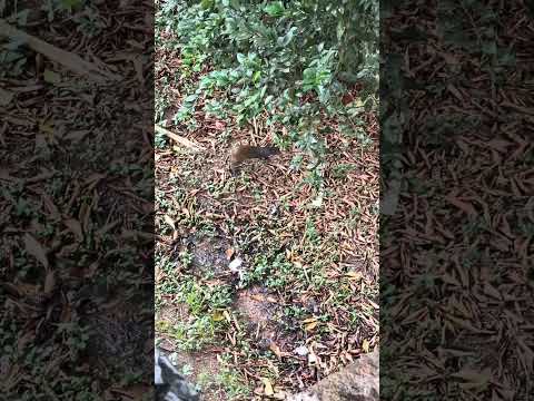 Cutia - presidente Figueiredo/ Amazonas