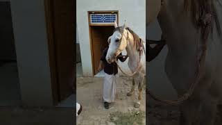 Download lagu Sabja🤍 Pure Sindhi Horse son of Gable wala Ghoda #prayagraj #sindhi #race #horse #bhadri #rewal mp3 Download lagu Sabja🤍 Pure Sindhi Horse son of Gable wala Ghoda #prayagraj #sindhi #race #horse #bhadri #rewal mp3