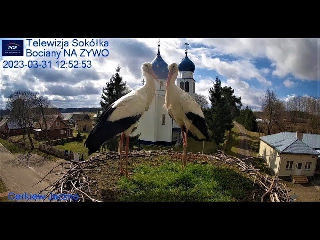Live webcam view of White Stork Nest in Jaczno