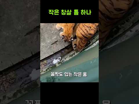 작은 고양이가 호랑이 우리에 들어갔는데