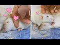 Me petting my cute rats #Shorts 🐭 Cute Rodents