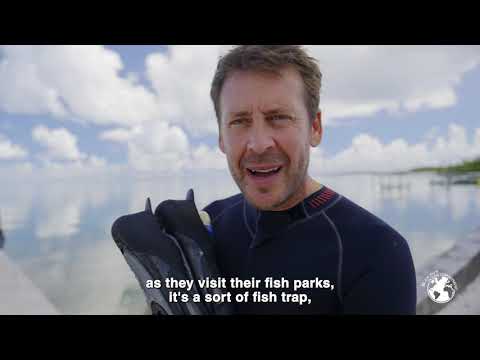Great Hammerhead Shark – Tamataroa Ep.5 - The fish corral - Blancpain