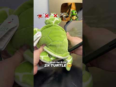 Turtle Evolution… 🐢