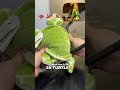 Turtle Evolution… 🐢
