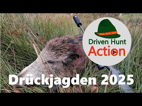 Drückjagden 2025 - Jagd auf Sauen