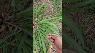 Download lagu serai wangi aroma minyak pijit mp3