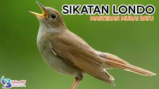 Download lagu Suara sikatan londo untuk masteran #muraibatu mp3 Download lagu Suara sikatan londo untuk masteran #muraibatu mp3