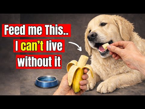 21 Human Foods That Instantly Make Your Dog Healthier… And Vets Don’t Want You To Know