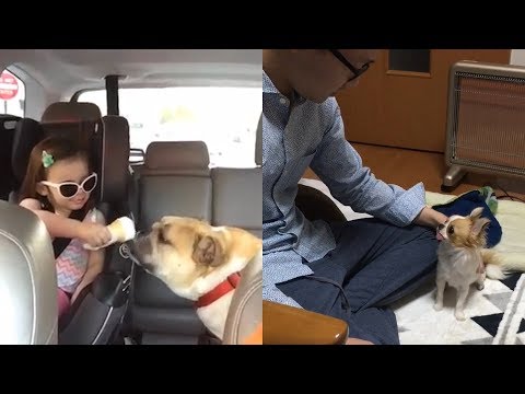 Ultimate Cute Dogs Compilation | Funny Pets 2018/2019