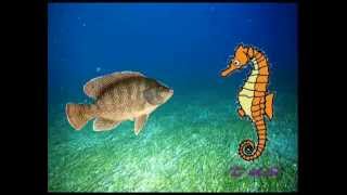 1 Don Caballito de mar.mp4