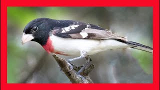 Download lagu Rose-breasted Grosbeak Song! Rose-breasted Grosbeak Call! Rose-breasted Grosbeak Sound! Chirp! Voice mp3 Download lagu Rose-breasted Grosbeak Song! Rose-breasted Grosbeak Call! Rose-breasted Grosbeak Sound! Chirp! Voice mp3