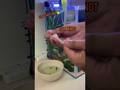 How to drip acclimate shrimps