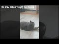 Gray Cat Plays With A Mouse Gray Cat Plays With A Mouse