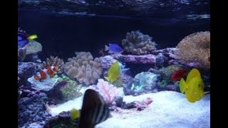 preview picture of video '500 lt reef  Saltwater  Aquarium No 1'