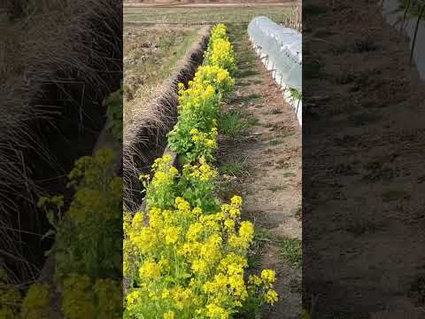 堆肥に含まれる有益な昆虫と非有益な昆虫は何ですか?  庭園