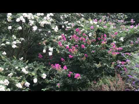 Summertime Flowers ....