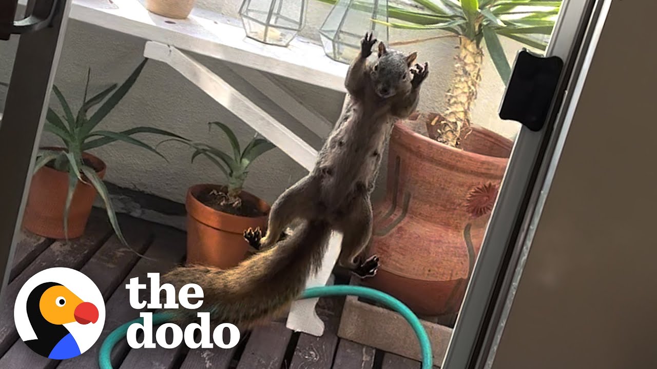 Squirrel Won't Let Woman Leave Her Home | The Dodo