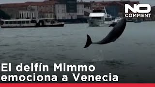 El delfín Mimmo emociona a Venecia, pero corre peligro en la laguna