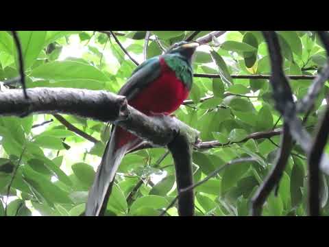 Narina Trogon, Apaloderma n. narina, Dlinza Forest, Eshowe, South Africa, 27 Nov 2022 (2/2)