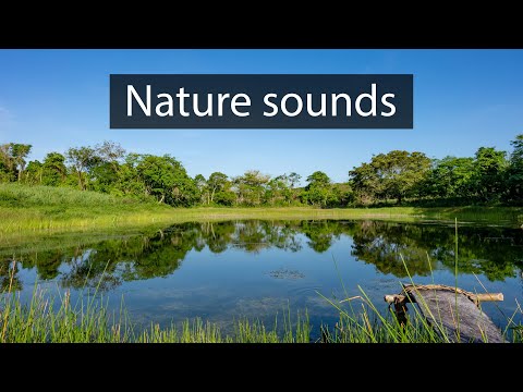 Nature and wildlife sounds recorded in Mexico