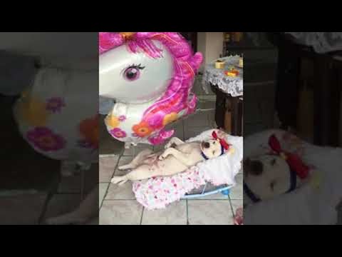 Собака в детской кроватке